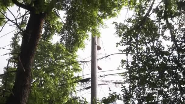 Chicago Telefoonpaal Door Bomen — Stockvideo