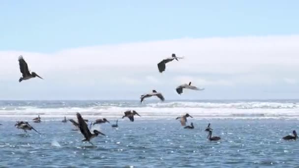 Kahverengi Pelikanlar Pasifik Okyanusu Üzerinde Balık Avlamak Için Alçaktan Uçuyorlar — Stok video