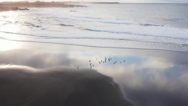 Möwen Stehen Spiegelnden Nassen Sand Schwarzen Vulkanstrand Antenne — Stockvideo