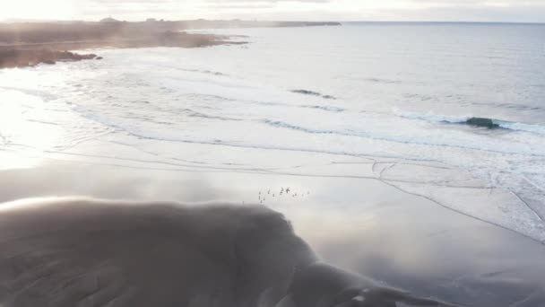 Manada Gaviotas Pie Aguas Poco Profundas Playa Islandia Durante Amanecer — Vídeos de Stock