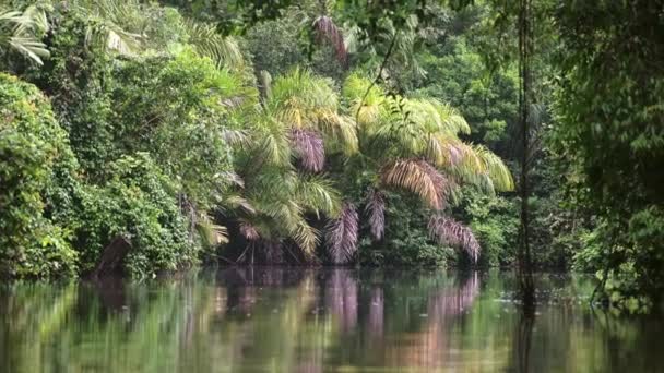 Tropical Jungle Scenery Costa Rica Rainforest Tortuguero National Park Trees — Vídeos de Stock