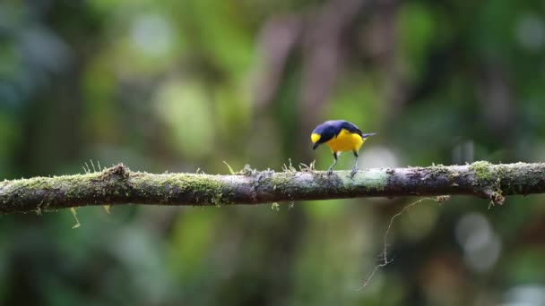 Baltimore Oriole Icterus Galbula Costa Rica Tropical Bird Wildlife Rainforest — Stock videók