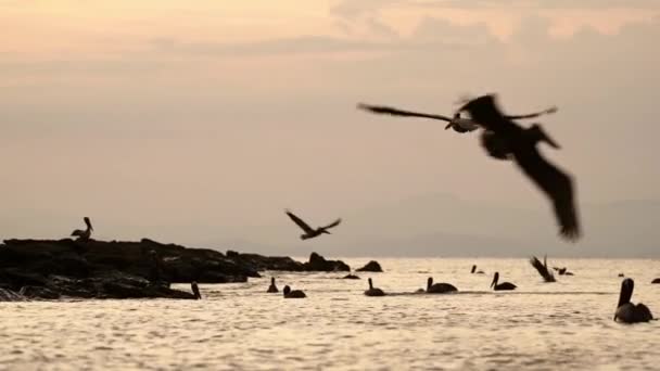 Costa Rica Birds Wildlife Brown Pelican Pelecanus Occidentalis Feeding Frenzy — стоковое видео