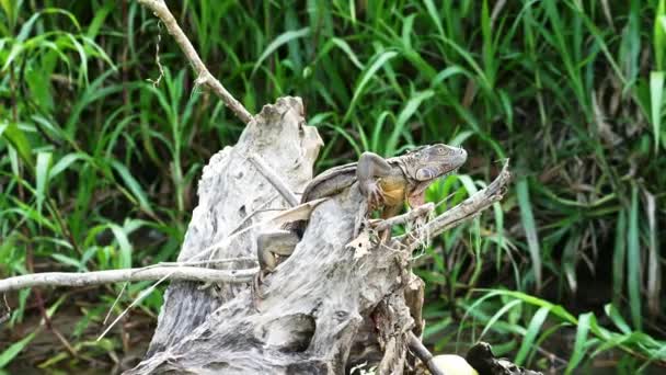 Costa Rica Wildlife Green Iguana Lizard Lying Sun Branch River — 图库视频影像