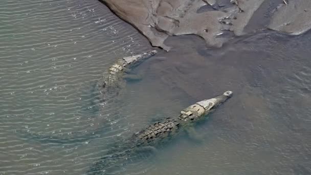 Costa Rica Wildlife Aerial Drone View Two American Crocodiles Crocodylus — Αρχείο Βίντεο