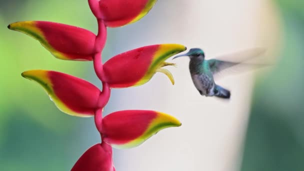 White Necked Jacobin Hummingbird Florisuga Mellivora Bird Flying Flight Feeding — Vídeo de stock