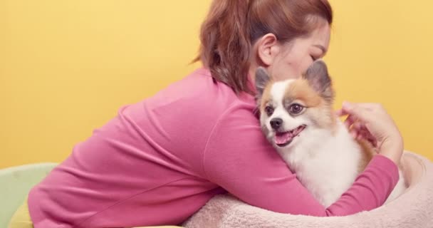 Asiatin Spielt Mit Chihuahua Mischlingshunden Zur Entspannung Auf Leuchtend Gelbem — Stockvideo