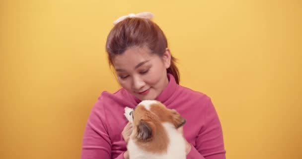 Mujer Asiática Jugando Con Chihuahua Mezcla Perros Pomeranianos Para Relajarse — Vídeo de stock