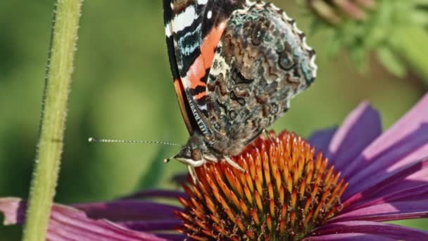 Red Admiral Butterfly Feeds Nectar Coneflower Närbild — Stockvideo
