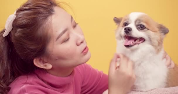 Les Femmes Aiment Animal Jouer Avec Chihuahua Mélange Chiens Poméraniens — Video