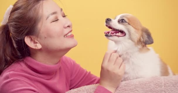 Donna Asiatica Che Gioca Con Chihuahua Mescolare Cani Pomerania Relax — Video Stock