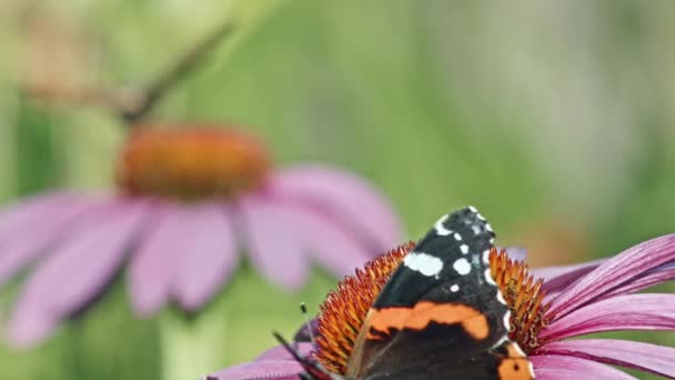 Motýli Krmení Nectar Purple Coneflower Selektivní Zaměření — Stock video