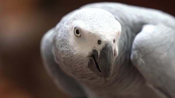 Kongo Afrika Gri Papağanı Psittacus Erithacus Detaylarını Yakalayıp Gagasını Tıklatarak — Stok video