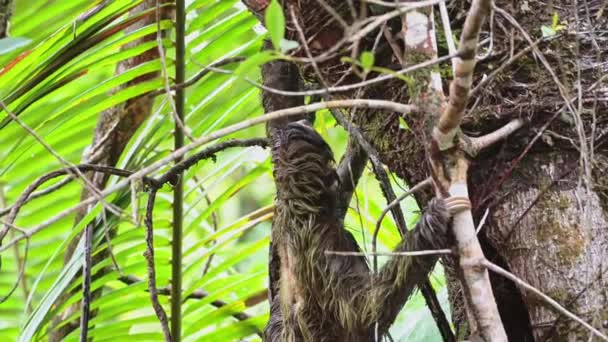 Sloth Rainforest Costa Rica Wildlife Climbing Tree Brown Throated Three — Vídeos de Stock