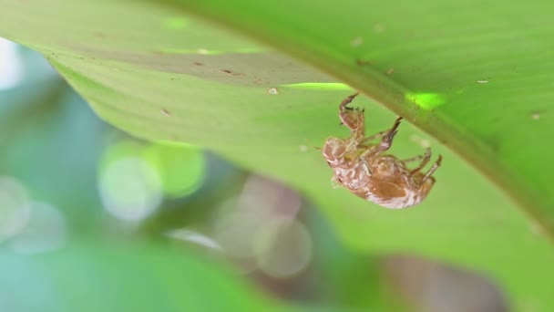 Insect Exoskeleton Amazing Nature Cicada Sking Shed Een Blad Costa — Stockvideo