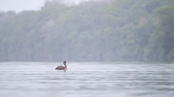 Pelicano Castanho Pelecanus Occidentalis Parque Nacional Tortuguero Costa Rica Vida — Vídeo de Stock