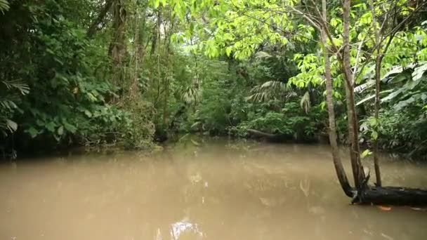 River Boat Trip Tropical Jungle Scenery Costa Rica Rainforest Vacation — Vídeo de Stock