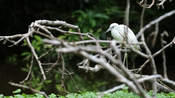 Little Blue Heron Egretta Caerulea Costa Rica Birds Wildlife Perched — Αρχείο Βίντεο