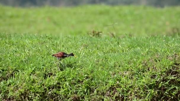Northern Jacana Jacana Spinosa Walking Grass Costa Rica Birds River — Stockvideo