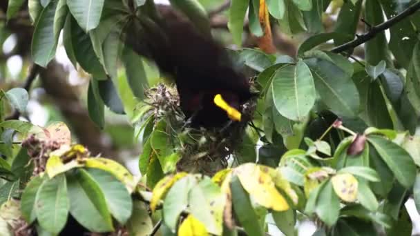 Montezuma Oropendola Psarocolius Montezuma Uilding Nest Tree Rainforest Costa Rica — Vídeo de Stock