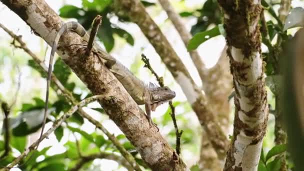 Zielona Jaszczurka Iguana Leżąca Drzewie Lesie Deszczowym Kostaryce Wspinaczka Chodzenie — Wideo stockowe