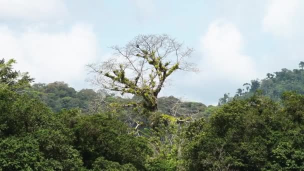 Costa Rica Rainforest Trees Scenery Seen River Banks While Moving — Stok video