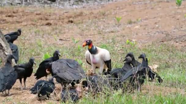 King Vulture Sarcoramphus Papa Black Vulture Coragyps Atratus Feeding Carcass — Stok video