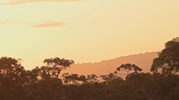 Tropisch Regenwoud Oranje Zonsondergang Jungle Landschap Boomtoppen Hooggelegen Uitzicht Vanuit — Stockvideo