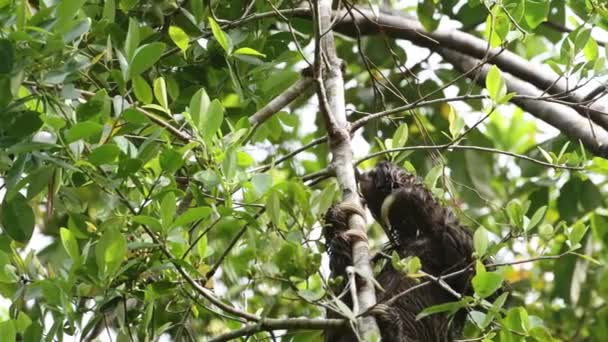 Sloth Rainforest Costa Rica Wildlife Climbing Tree Brown Throated Three — Vídeo de Stock