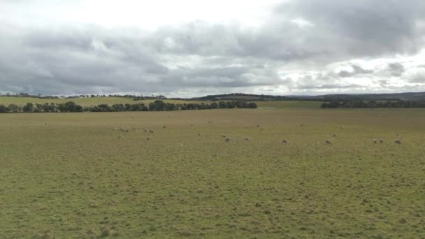 Flygfoto Flock Får Bete Den Gröna Ängen Drönare Jagar Får — Stockvideo