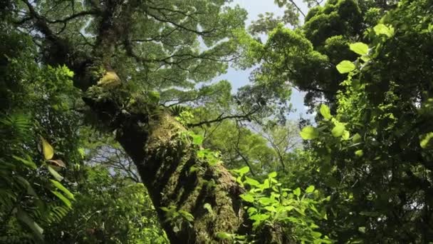 Gran Árbol Viejo Selva Tropical Costa Rica Mirando Hacia Arriba — Vídeos de Stock