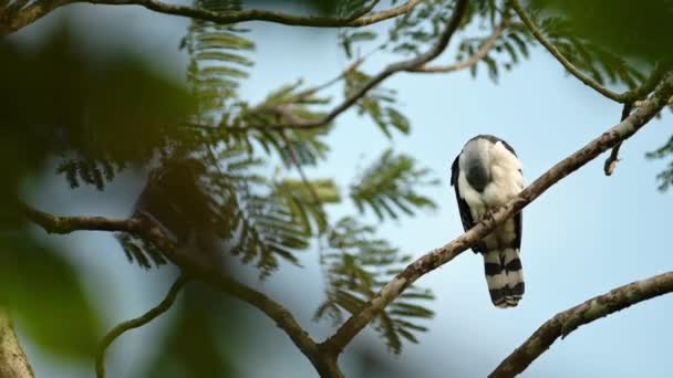 Gray Headed Kite Leptodon Cayanensis Costa Rica Bird Prey Wildlife — Stock videók