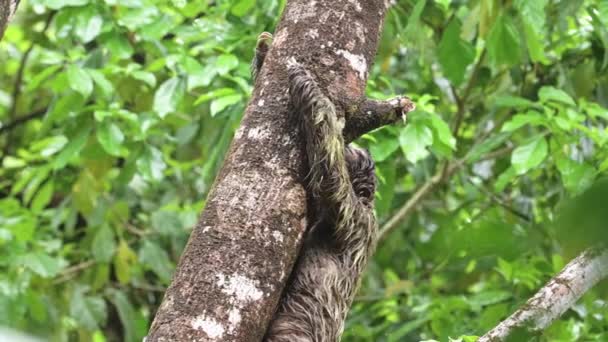 Preguiça Floresta Tropical Costa Rica Vida Selvagem Escalando Uma Árvore — Vídeo de Stock