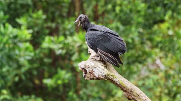Zwarte Gier Coragyps Atratus Portret Costa Rica Wilde Dieren Vogels — Stockvideo