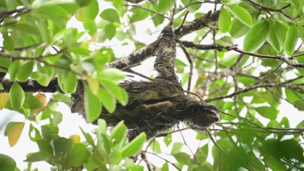 Rainforest Wildlife Sloth Costa Rica Climbing Tree Brown Throated Three — Vídeo de Stock