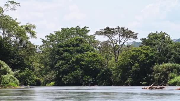 Rainforest Scenery Beautiful Big Old Tree San Carlos River Costa — Stock videók