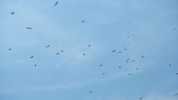 壮大なFrigatebird Frigate Bird Frregata Magenes コスタリカの青い空にある何百もの鳥の大きな群れ カララ国立公園 中央アメリカ — ストック動画