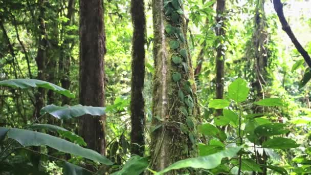 Trópusi Esőerdő Costa Rica Dzsungel Részlet Fák Növények Közelsége Flora — Stock videók