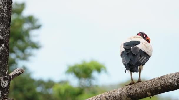 King Vulture Sarcoramphus Papa Large Costa Rica Bird Wildlife Boca — Wideo stockowe