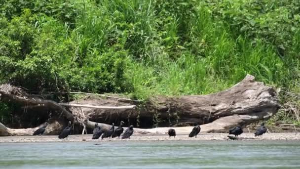 Troupeau Vautours Noirs Coragyps Atratus Sur Une Rive Une Rivière — Video