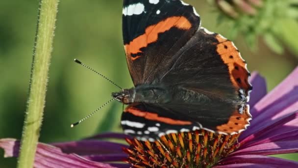 Červený Admirál Butterfly Nectar Krmení Fialové Coneflower Zahradě Makro Záběr — Stock video