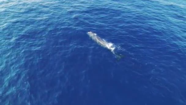 Paus Sperma Suaka Pelagos Laut Mediteranea Drone Datang Atas Ikan — Stok Video