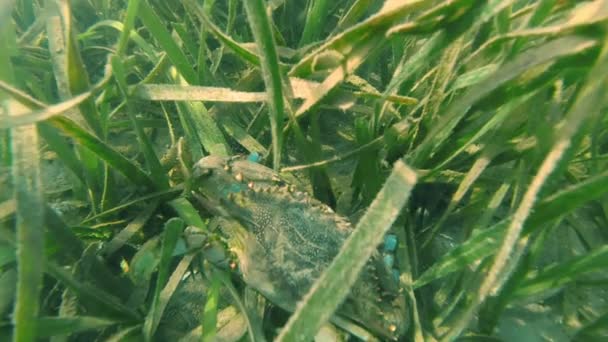 Caranguejo Azul Esconde Mariscos Abaixo Superfície Água Que Nada — Vídeo de Stock