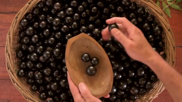 Ernte Der Süß Schmeckenden Essbaren Jabuticaba Frucht Der Jabuticabeira Plinia — Stockvideo