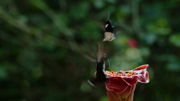 White Necked Jacobin Hummingbird Florisuga Mellivora Bird Flying Flight Feeding — Stock video