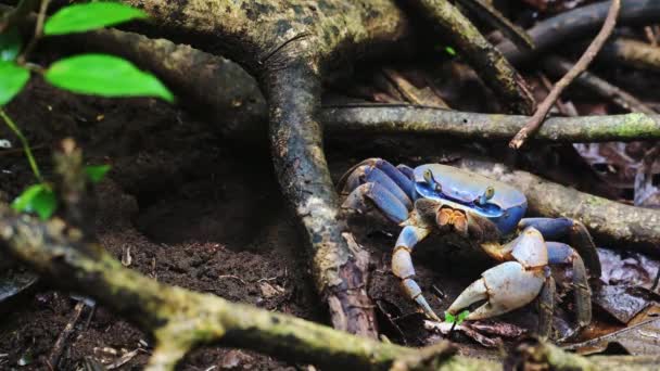 Costa Rica Crab Blue Land Crab Cardisoma Guanhumi Rainforest Wildlife — Αρχείο Βίντεο