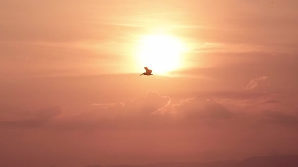 コスタリカの素晴らしい野生動物 過去の太陽を飛ぶ鳥 ブラウンペリカン Pelecanus Ocidentalis 日没の太平洋沿岸と海 海岸シーライフとバードライフの映画撮影 — ストック動画