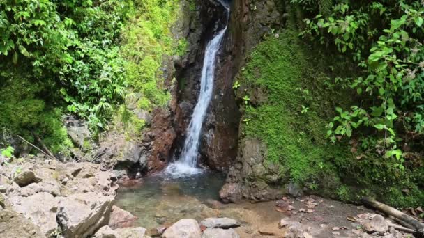 Costa Rica Esőerdő Vízesés Táj Trópusi Dzsungel Táj Gyönyörű Növények — Stock videók