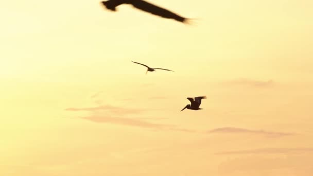 Niesamowita Przyroda Kostaryki Ptaki Latające Nad Przeszłym Słońcem Brązowe Pelikany — Wideo stockowe