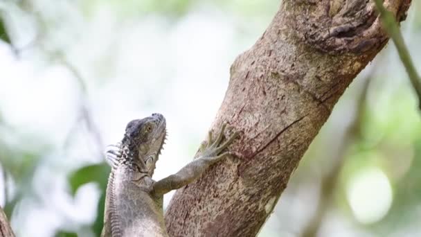 Wildlife Slow Motion Green Iguana Lizard Rainforest Costa Rica Climbing — Vídeo de Stock